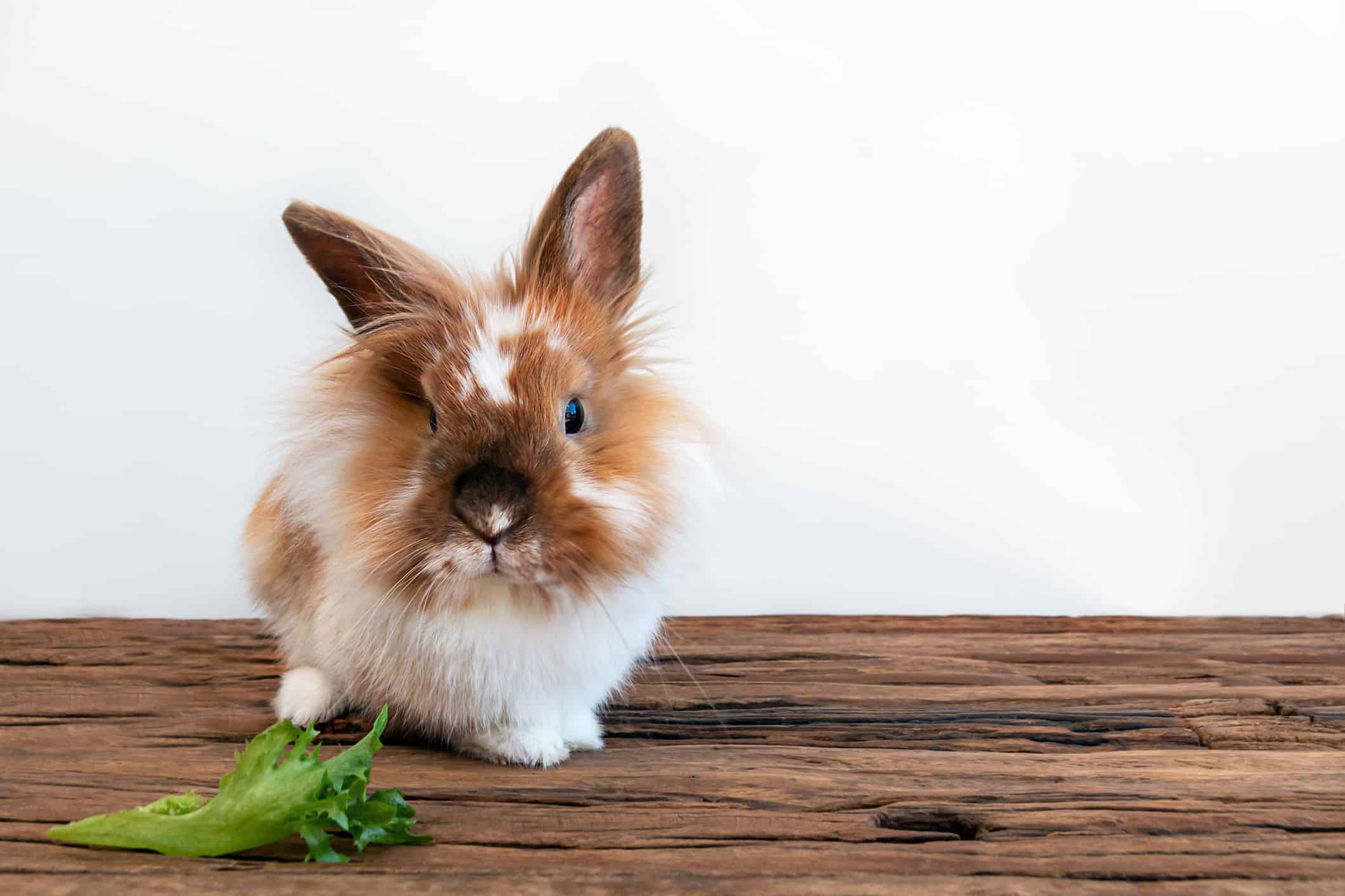 This Is How Long Rabbits Can Go without Eating, and When It’s Dangerous