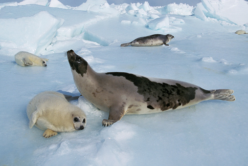 HARP SEAL pagophilus groenlandicus, FEMALE WITH PUP STANDING ON ICE FIELD, MAGDALENA ISLAND IN CANADA