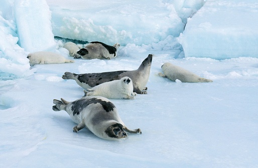 Harp Seal, pagophilus groenlandicus, Females with Pup standing on Ice Field, Magdalena Island in Canada
