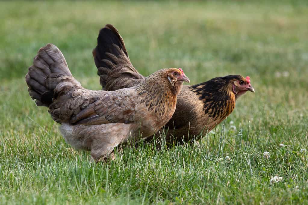 easter egger rooster temperament