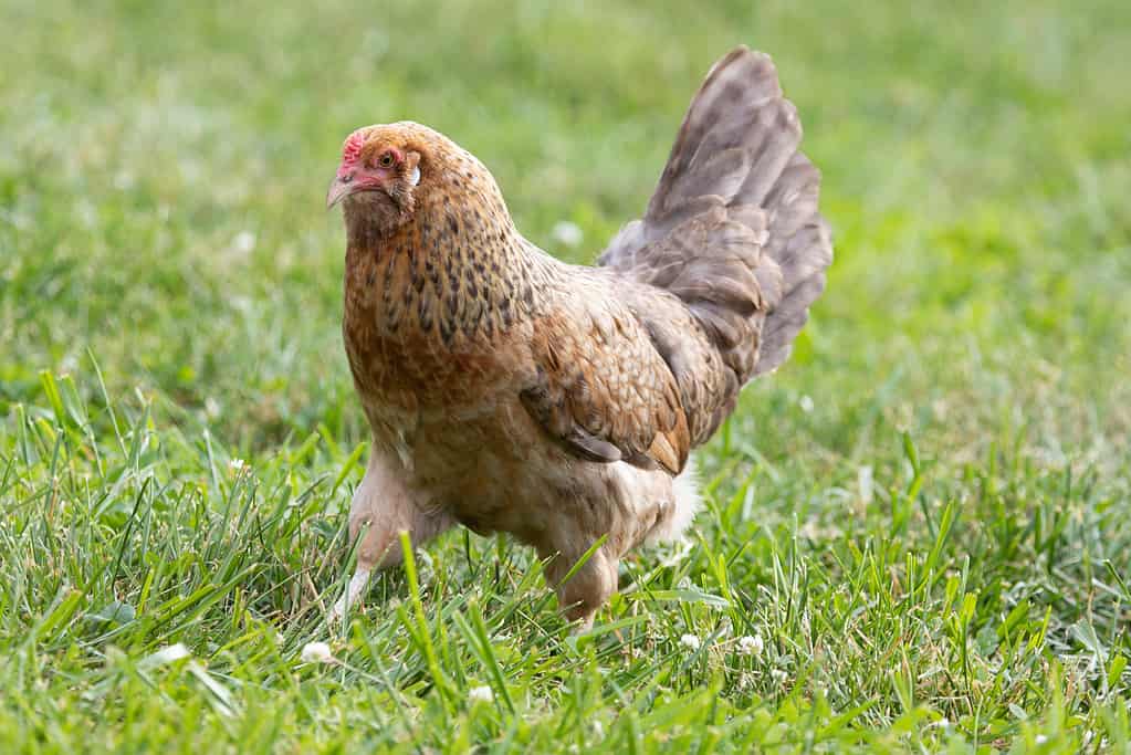 easter egger rooster temperament