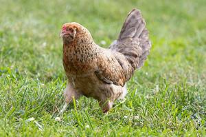 Easter Egger Hen vs. Rooster: What Are the Differences? Picture