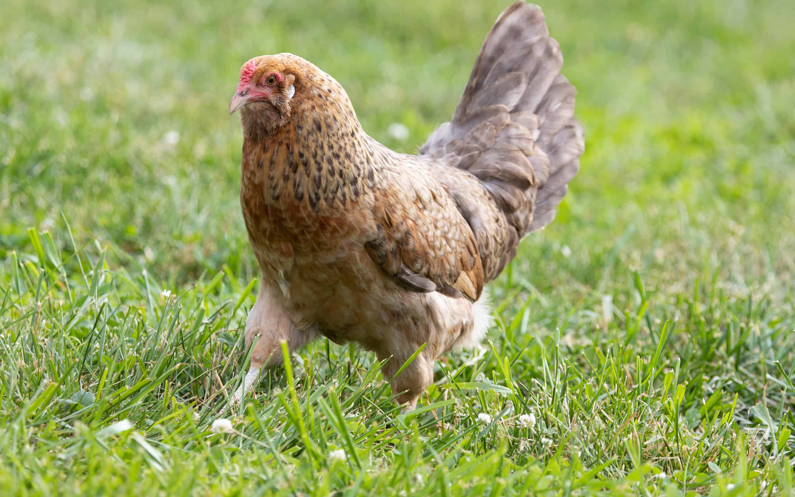 Easter Egger Hen vs. Rooster: What Are the Differences? - AZ Animals