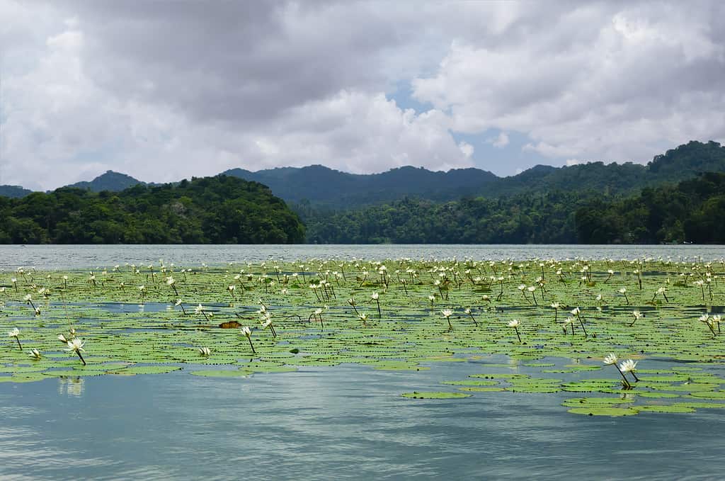 Water lilies (Nymphaea ampla) on the Rio Dulce. at San Tomas de Castilla, Guatemala, Central America