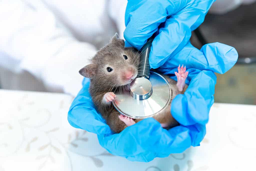 Hands in blue medical gloves hold a sable hamster. A doctor listens to a mouse with a stethoscope.Veterinary medicine, research, diagnostics