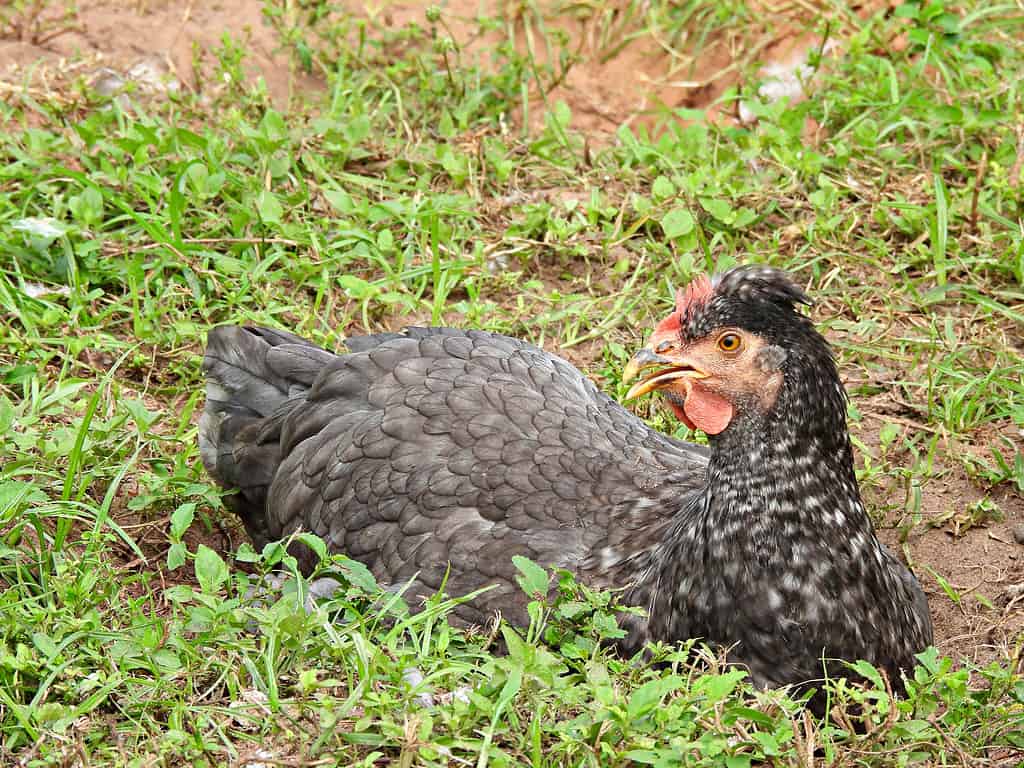 Sapphire Olive Egger (Gallus gallus domesticus) resting in a hole in the ground