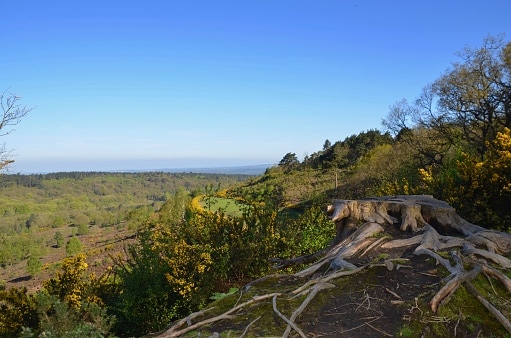 Tree roots and Surry countryside views to horizon in Surry, UK