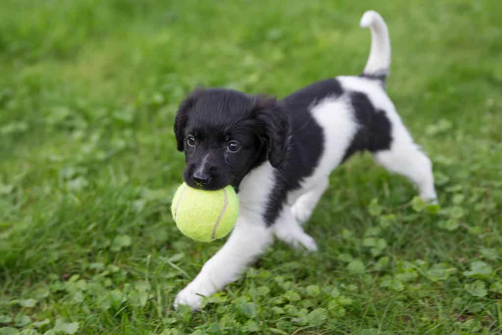 A cute 7 weeks old female Stabyhoun puppy ('Friese Stabij in Dutch') walking in a meadow with a tennis ball in her mouth