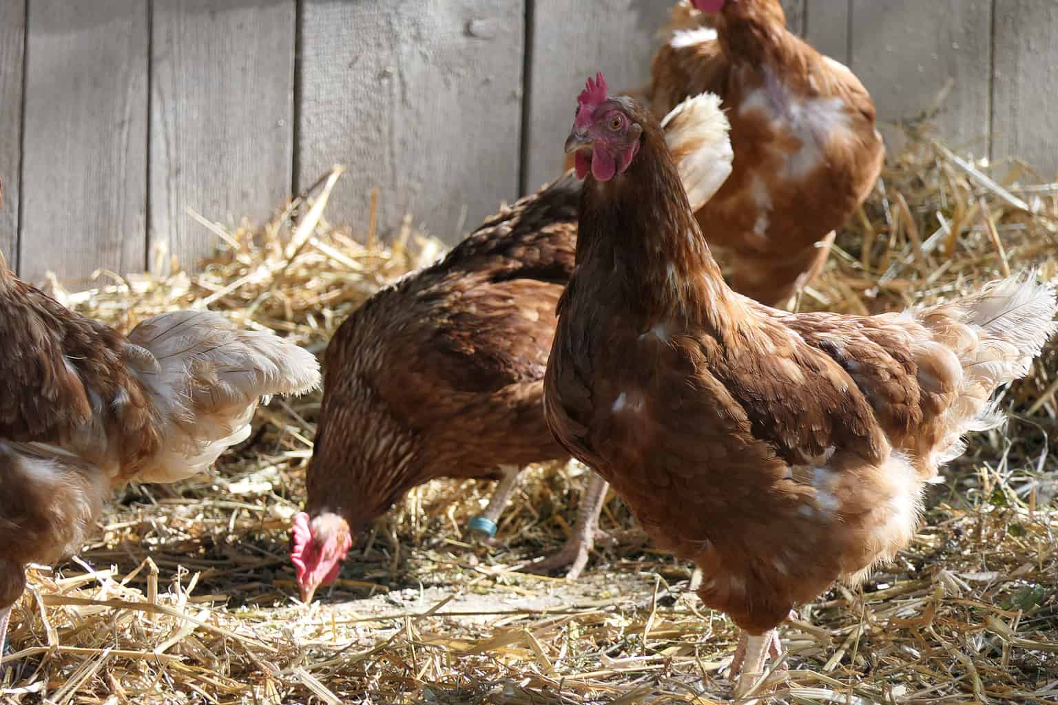 Transitioning Chickens from Brooder to Coop: Best Time and 6 Tips to ...