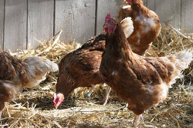 Organic chicken house with happy hens