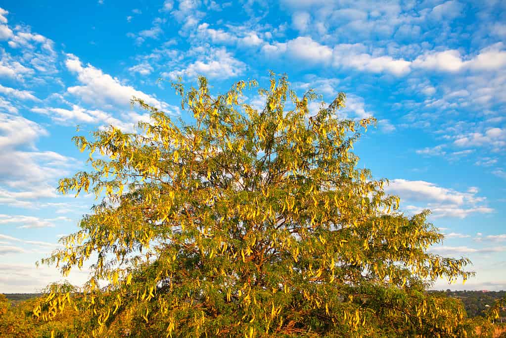 Honey Locust tree in summer