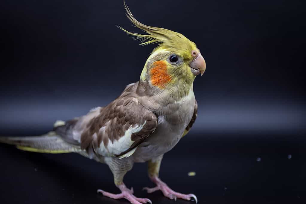 parrot cockatiel close-up on black background, parrot cockatiel