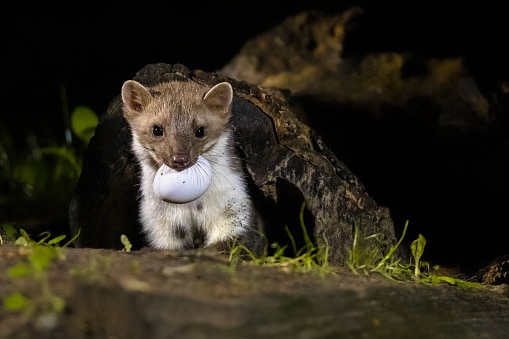 Stone marten with egg
