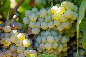 5 Less Known Countries in the World Amazing Wine Picture