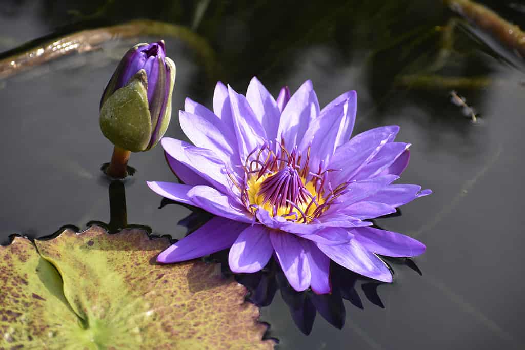 Water Lily and Bud