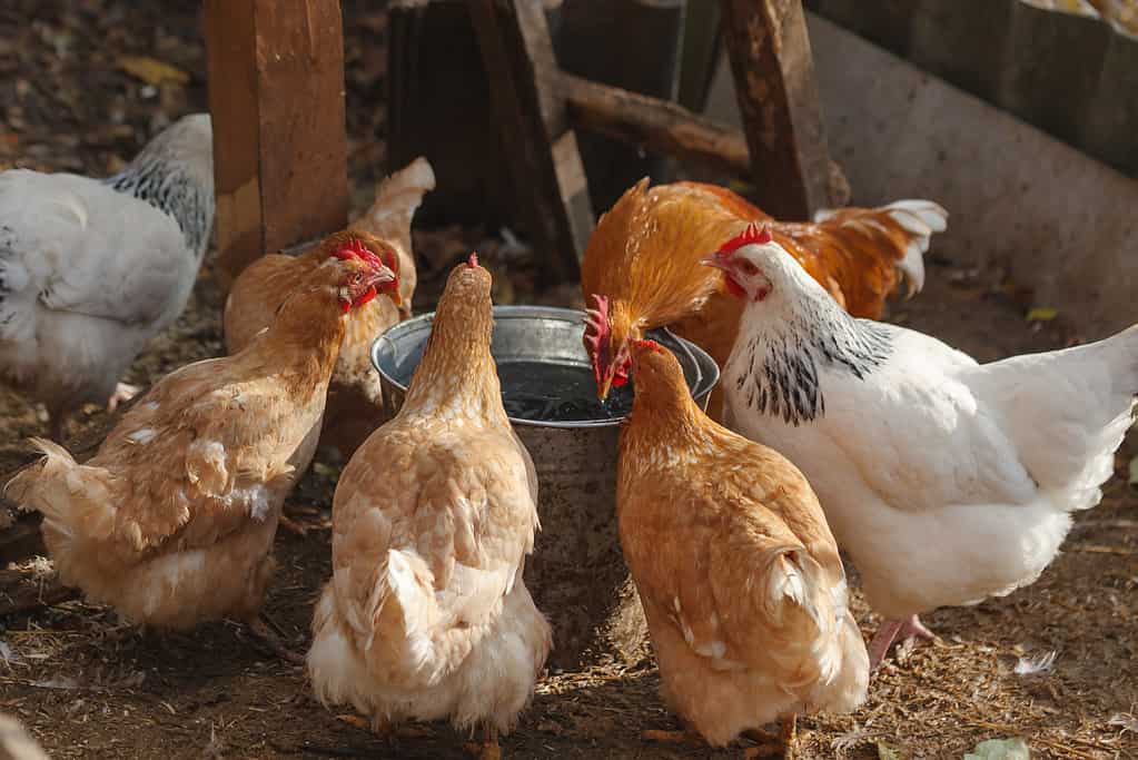Domesticated chickens drink water from a bucket on a small farm.