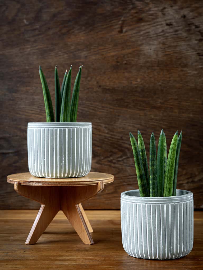 Sansevieria cylindrica or snake plant in ceramic flower pots on wooden background