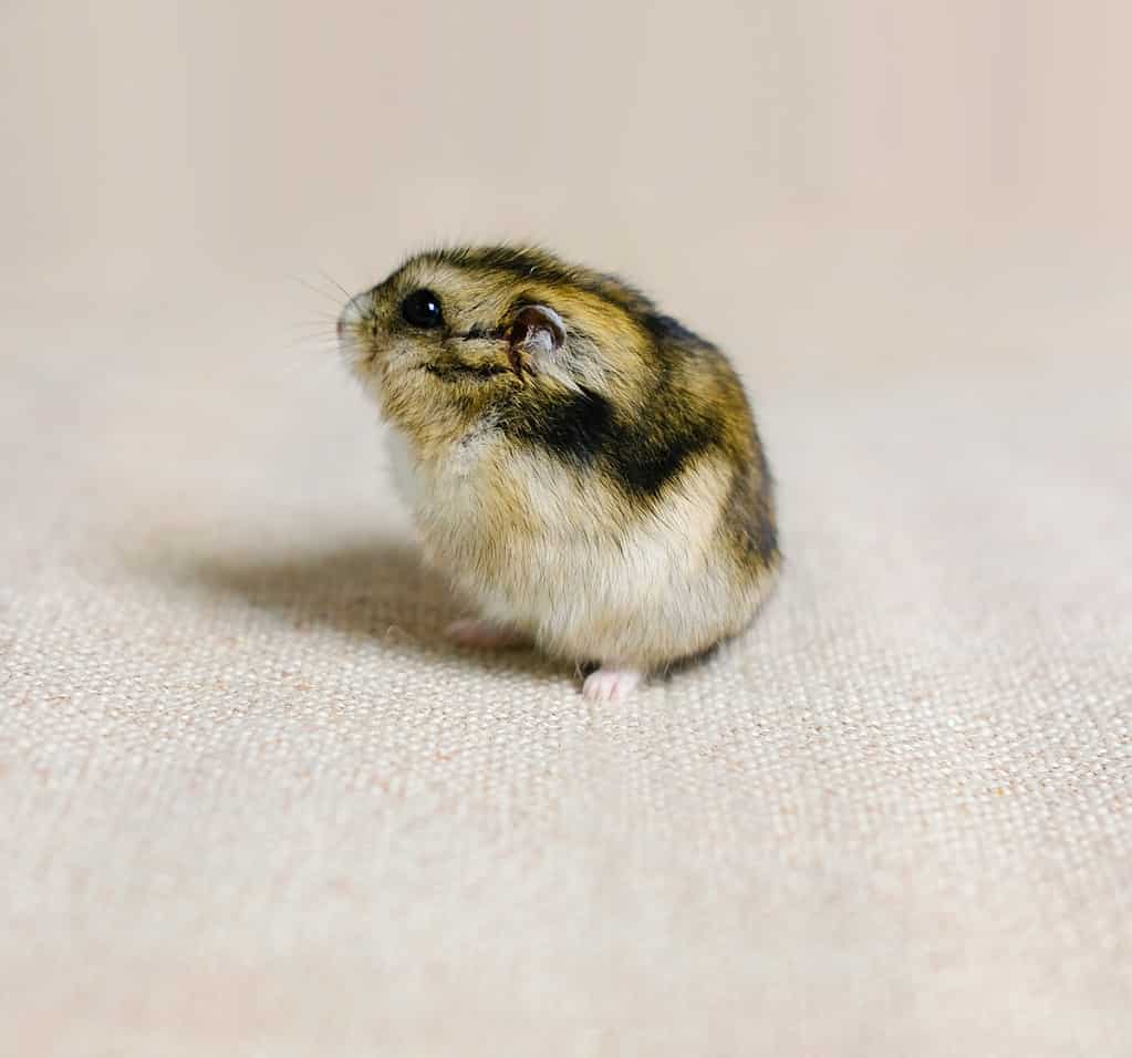 small dwarf hamster, mouse on a beige background .jpg