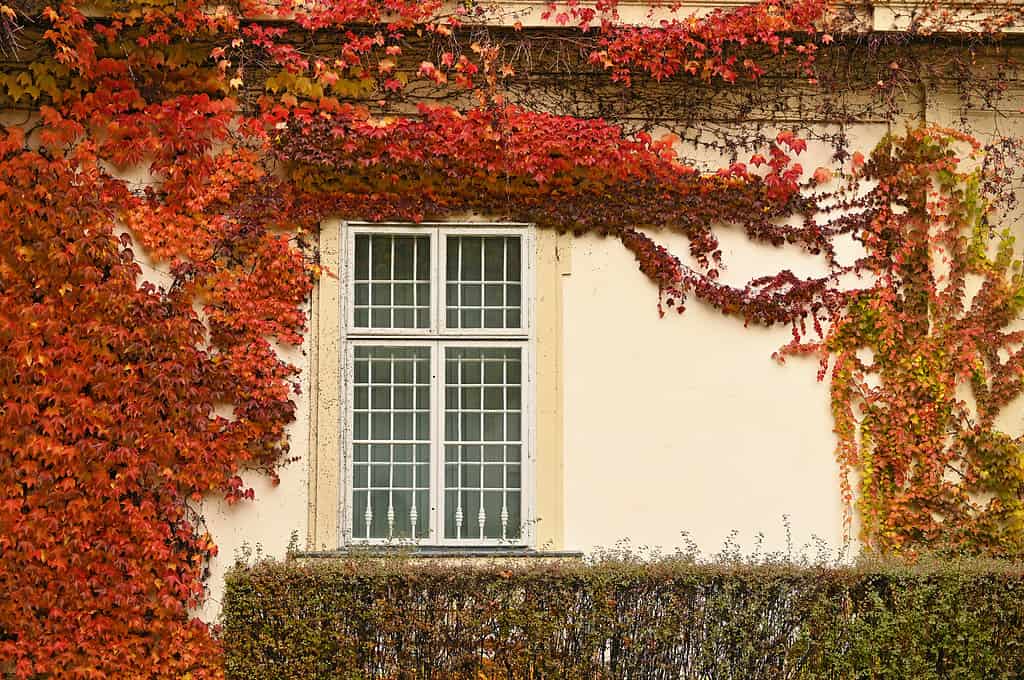 wall with rustic window and creeper colorful leaves autumn season