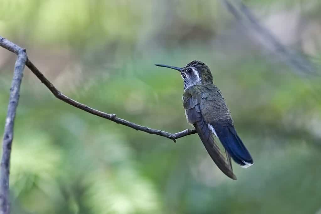 Blue-throated Mountaingem, Lampornis clemenciae, perched