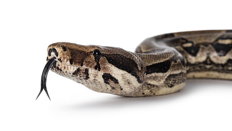 Snake, Tongue, Boa, White Background, Animal