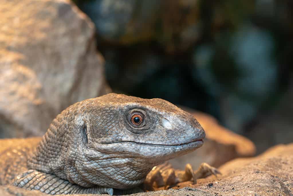 Head shot of a savannah monitor (varanus exanthematicus) in captivity