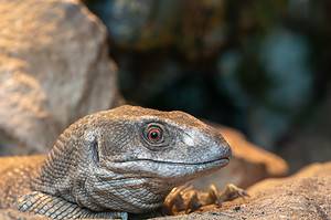 Is a Savannah Monitor a Good Pet? Picture
