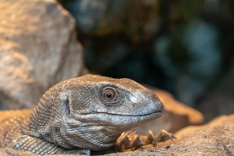 Head shot of a savannah monitor (varanus exanthematicus) in captivity