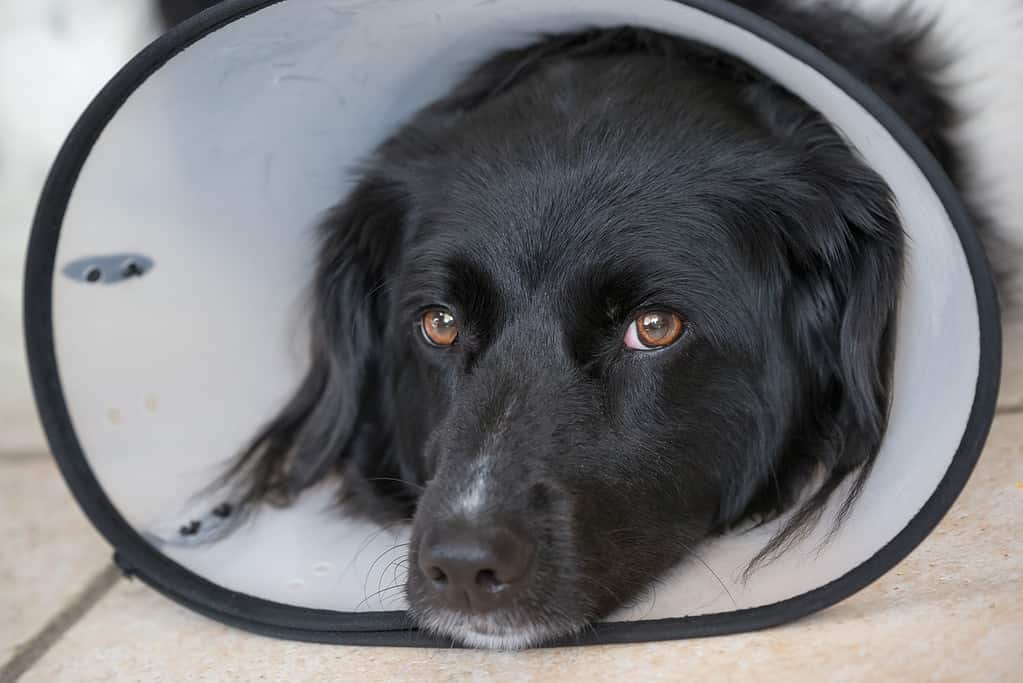 Adult Stabyhoun dog wearing a protective collar