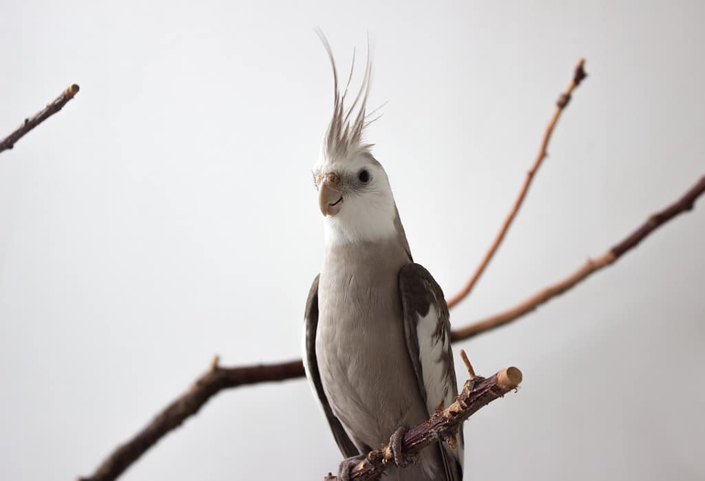 Gray parrot sits on a branch on a white background. White-faced cockatiel sits on a branch on a white background.