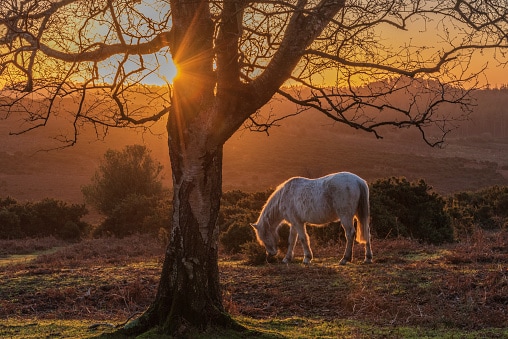 New Forest wild pony at Sunrise, Godshill, Hampshire