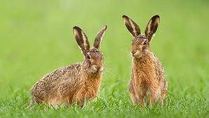 Discover the 3 Largest Rabbits and Hares Hopping Around England Picture