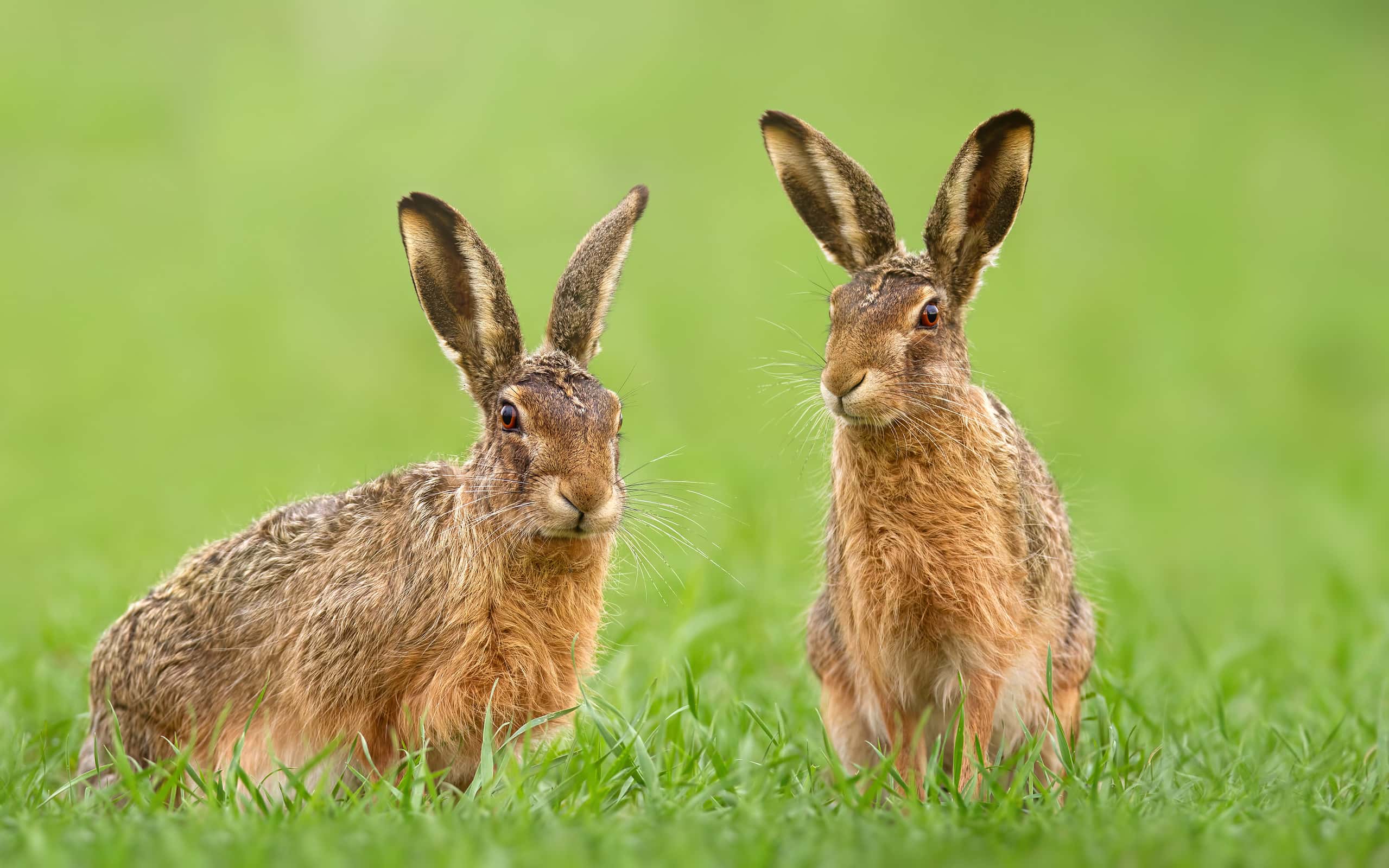 Two brown hares sitting in green grass on a meadow in springtime.
