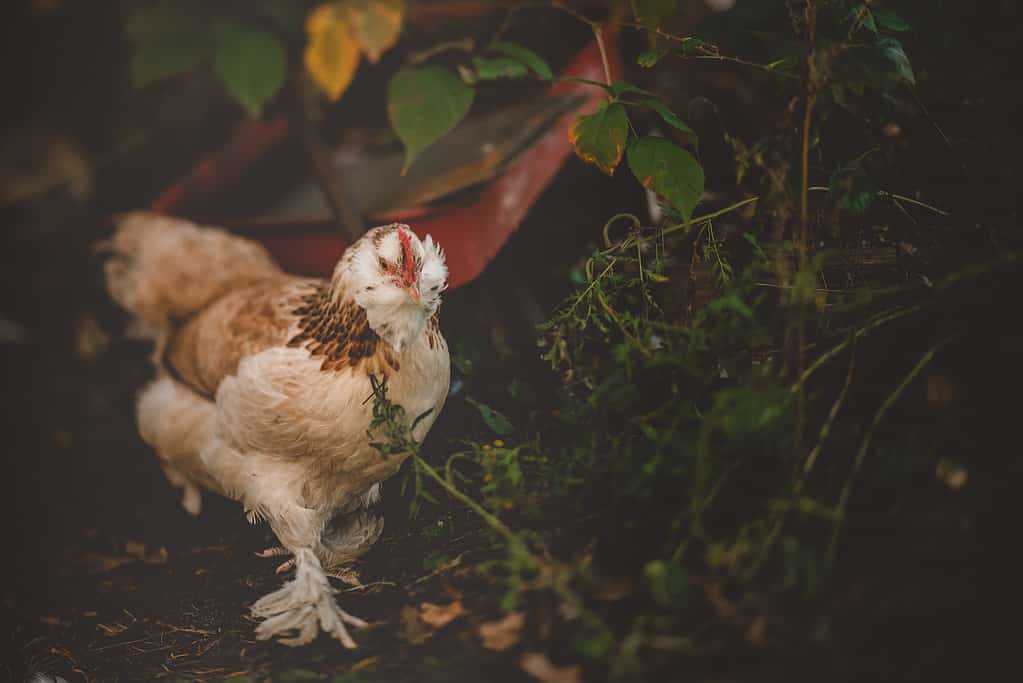 salmon favorelle hen in woods in Wisconsin