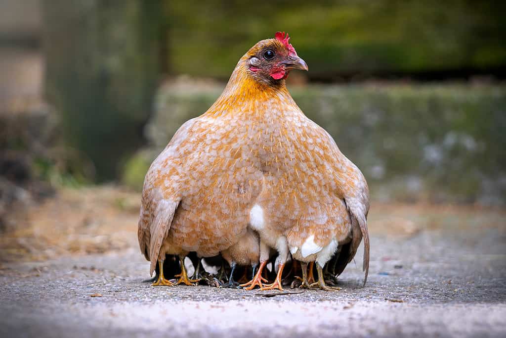 Mother hen chicken with cute tiny baby chicks all protected beneath her wings keeping warm outdoors
