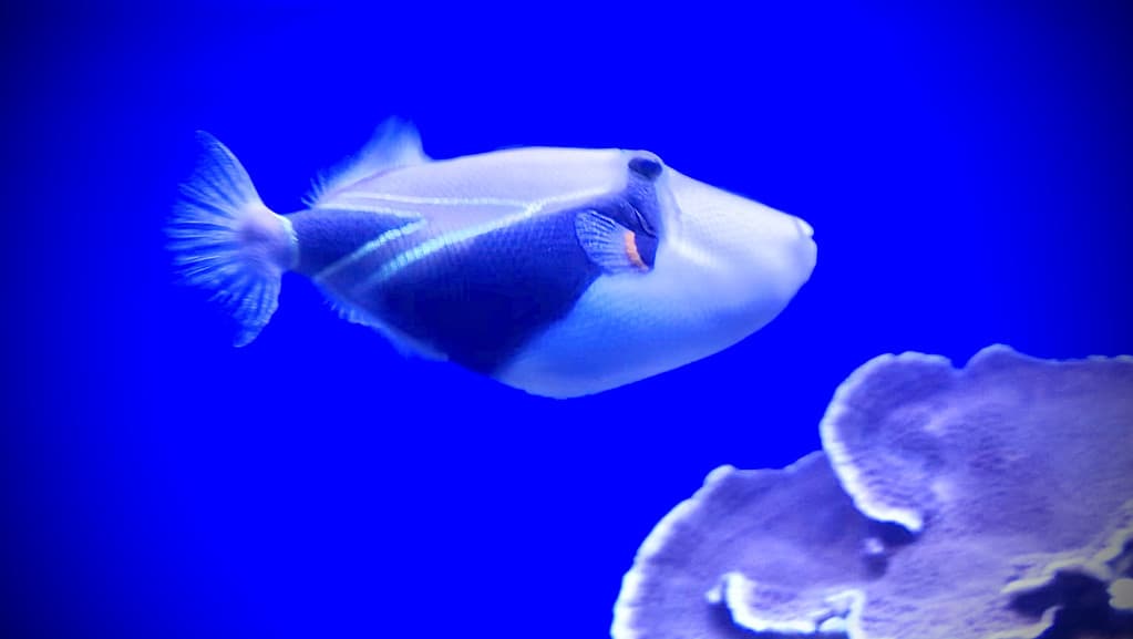 rectangular triggerfish / wedgetail triggerfish / humuhumunukunukuāpuaʻa / rhinecanthus rectangulus