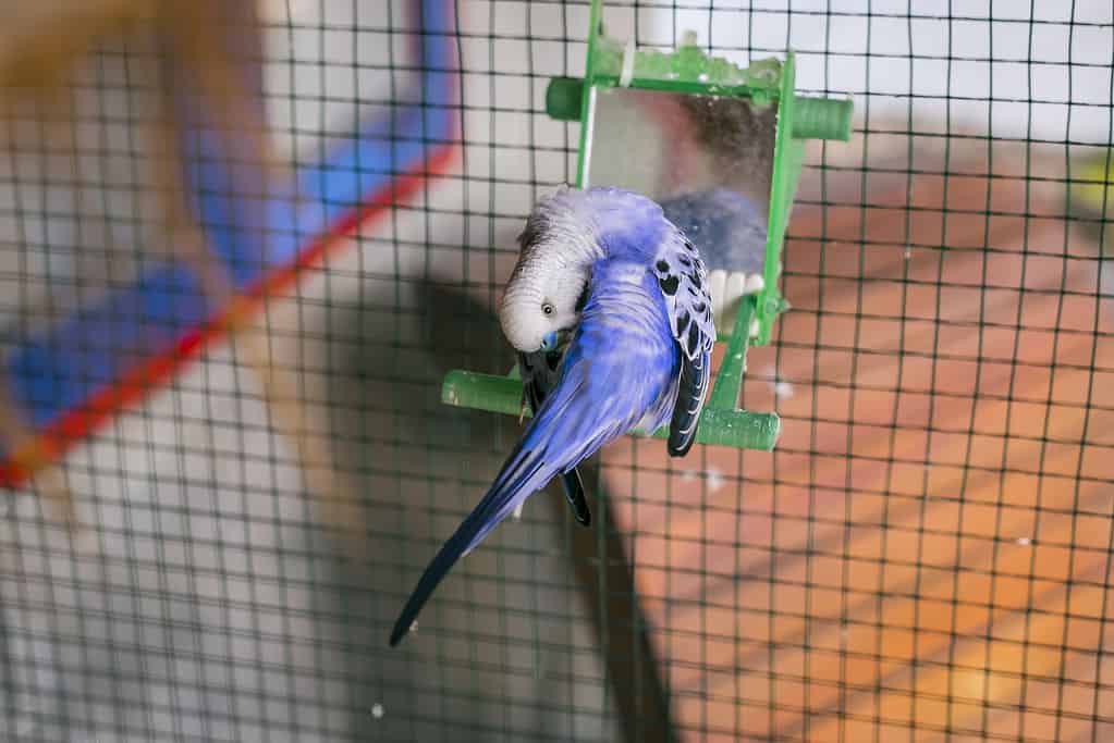 Purple Budgerigar on the bird cage