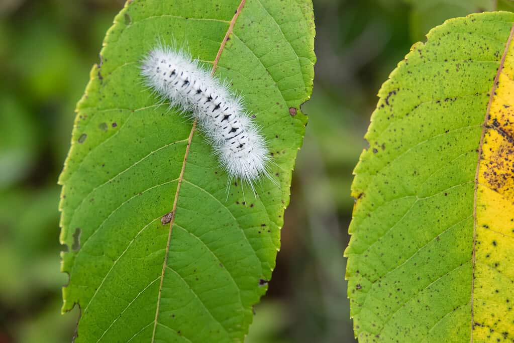 Hickory Tussock Moth Caterpillar on Leaf