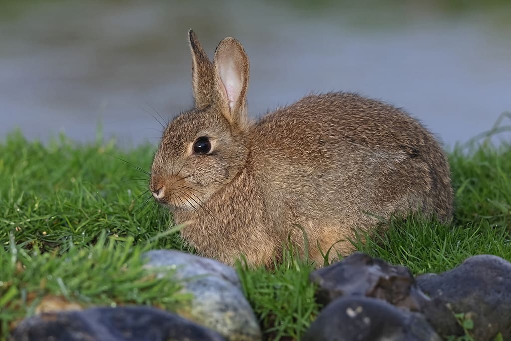 European Rabbit