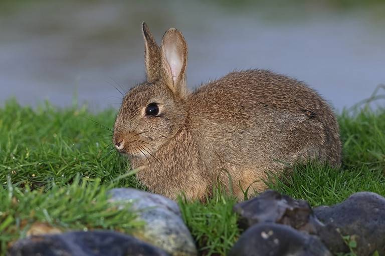 Discover the 3 Largest Rabbits and Hares Hopping Around England - A-Z ...