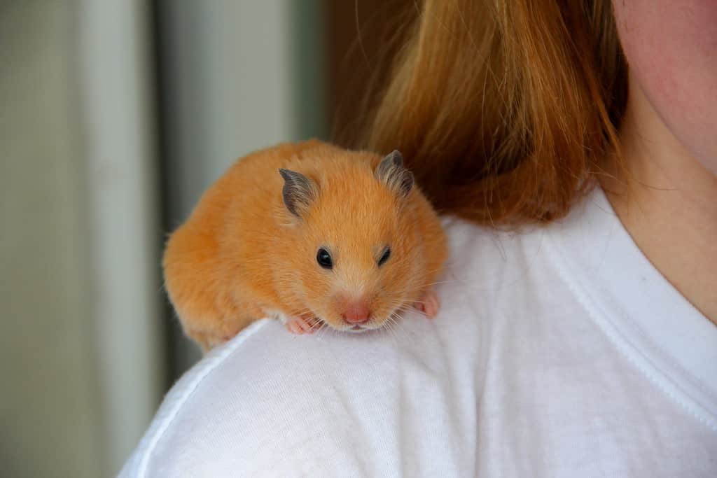 Mink-colored Syrian hamster sits on a girl's shoulder