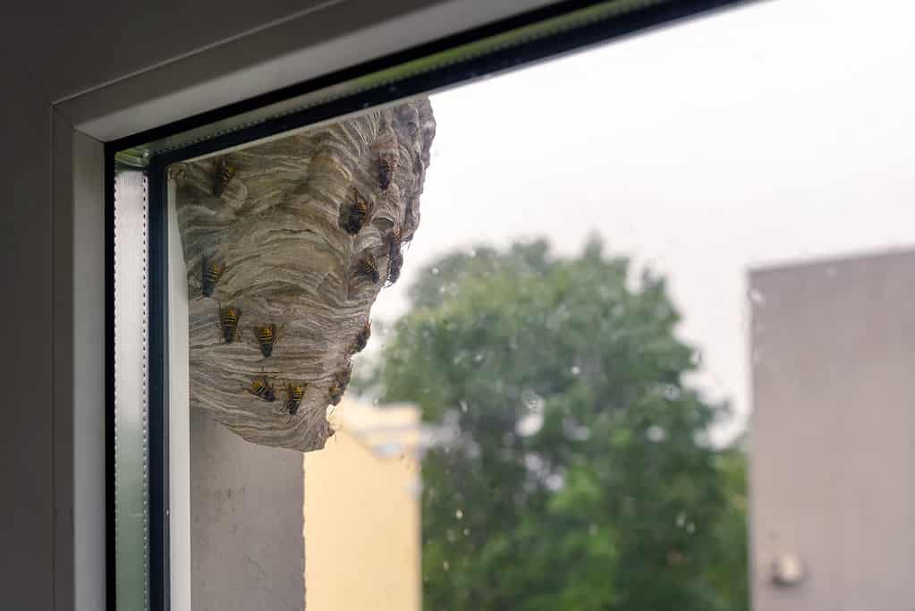 Wasp hive hanging by the window in an urban area. Wild beehive outside on the building.