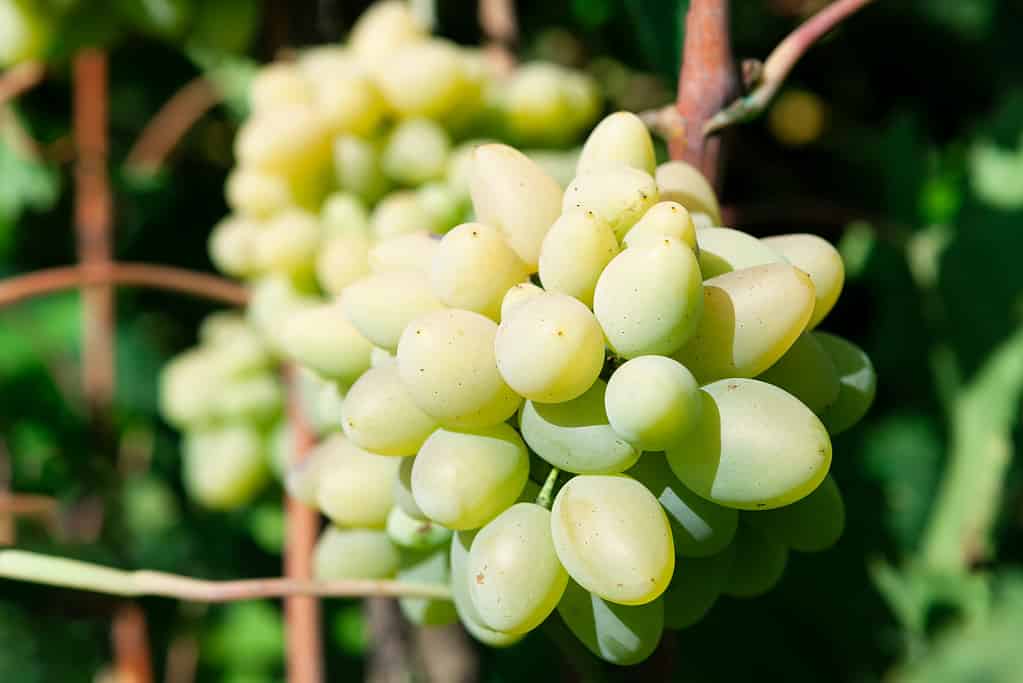 cotton candy grape clusters