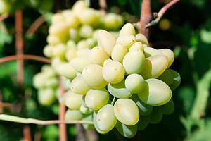 Discover When Cotton Candy Grapes Are in Peak Season and Where They Grow Picture