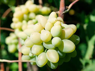 A Discover When Cotton Candy Grapes Are in Peak Season and Where They Grow