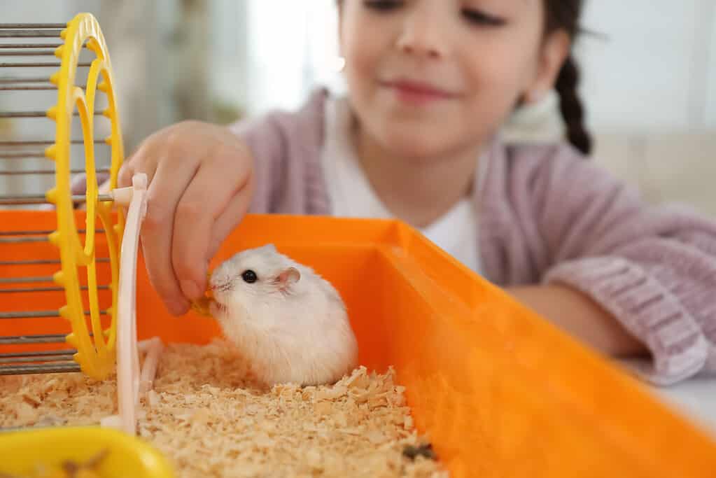 Little girl playing with cute hamster at home, focus on hand