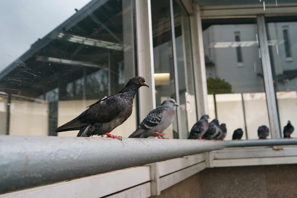 City pigeons have lived with humans as domesticated animals for more than 5000 years.