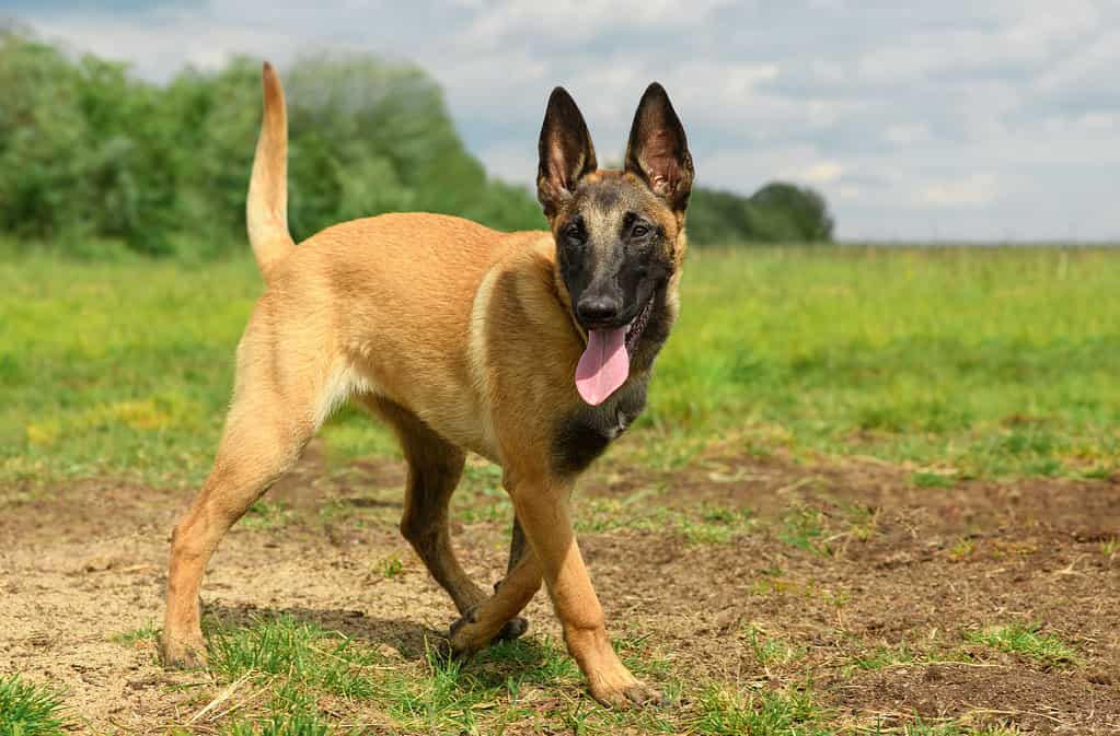 Happy Malinois dog is in outdoors.