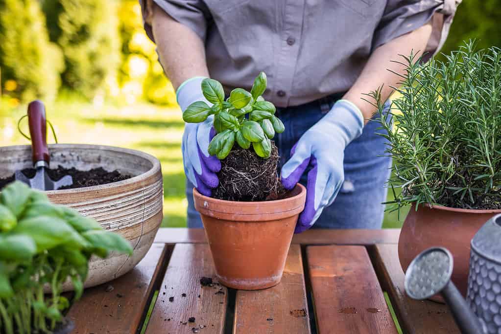 potted basil