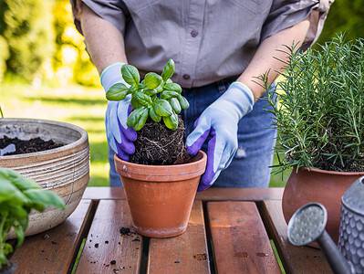 A Discover the Best Soil for Herbs: Top Mixes and 5 Critical Care Tips